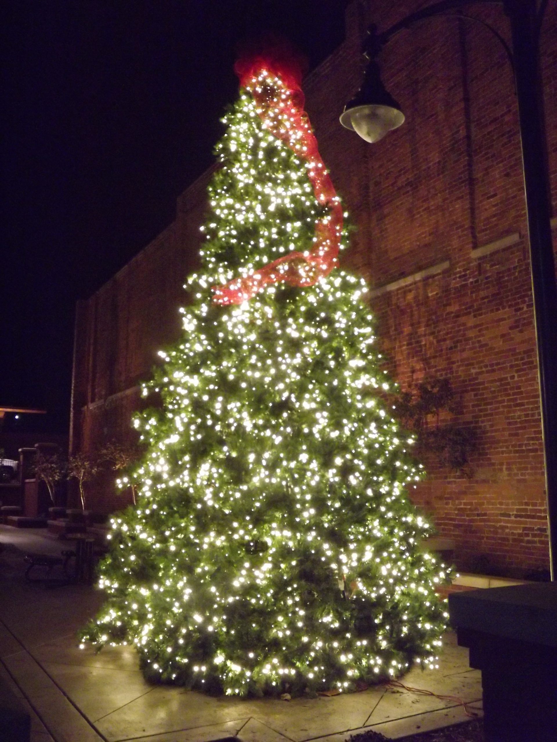 City Tree Lighting